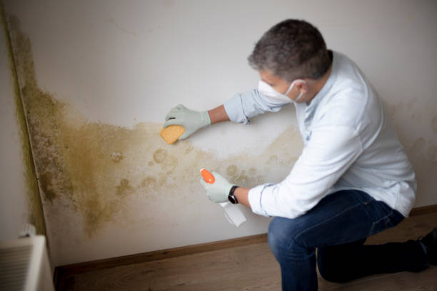 Mold Remediation for Vacation Homes in Allegan, MI